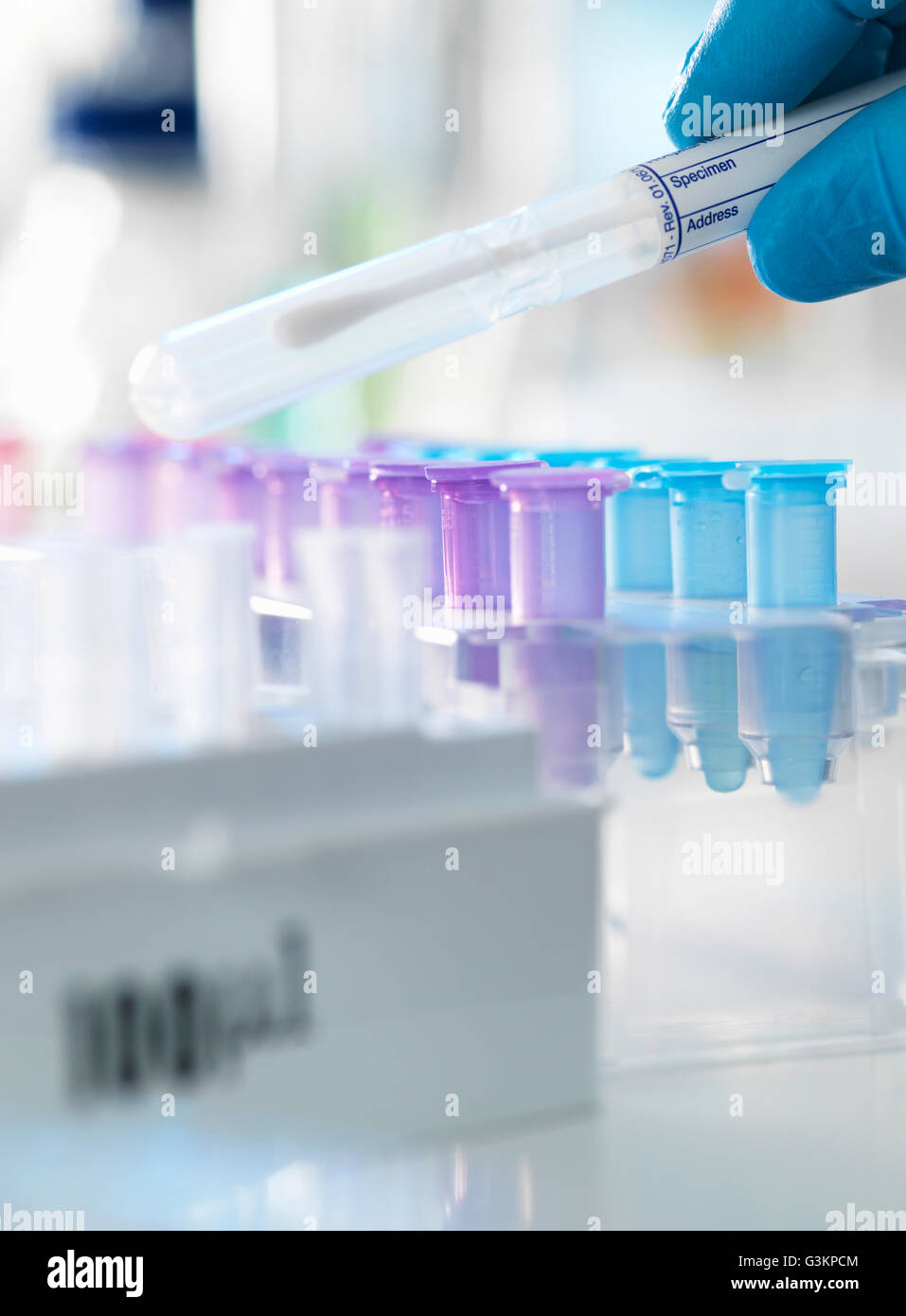 Wissenschaftler, die Vorbereitung eines DNA-Abstrich für die Analyse in einem Labor für forensische oder Vaterschaft testen Stockfoto