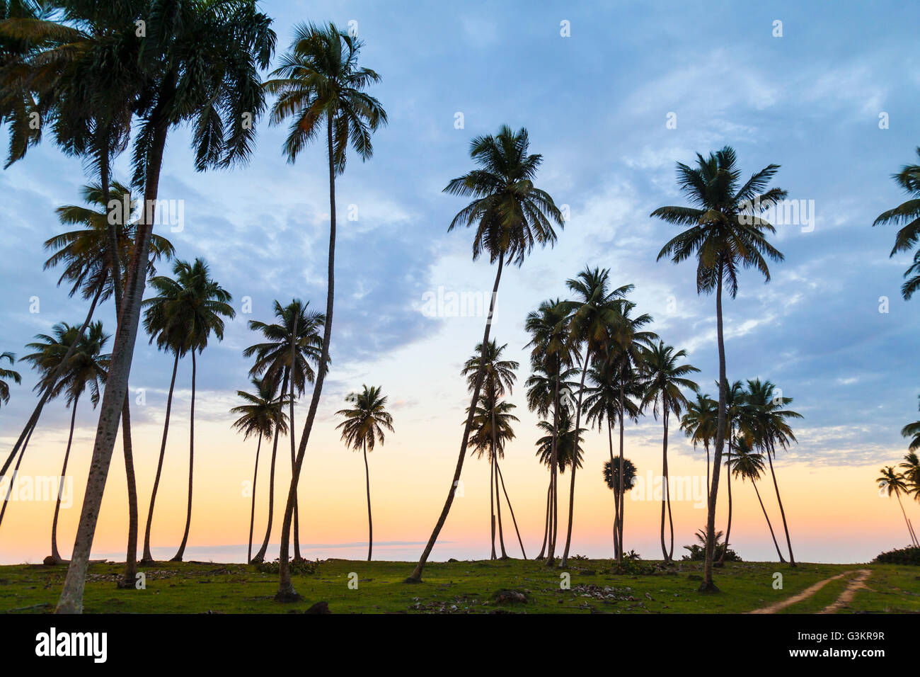 Silhouette Palmen bei Sonnenuntergang an der Küste, Dominikanische Republik, Karibik Stockfoto