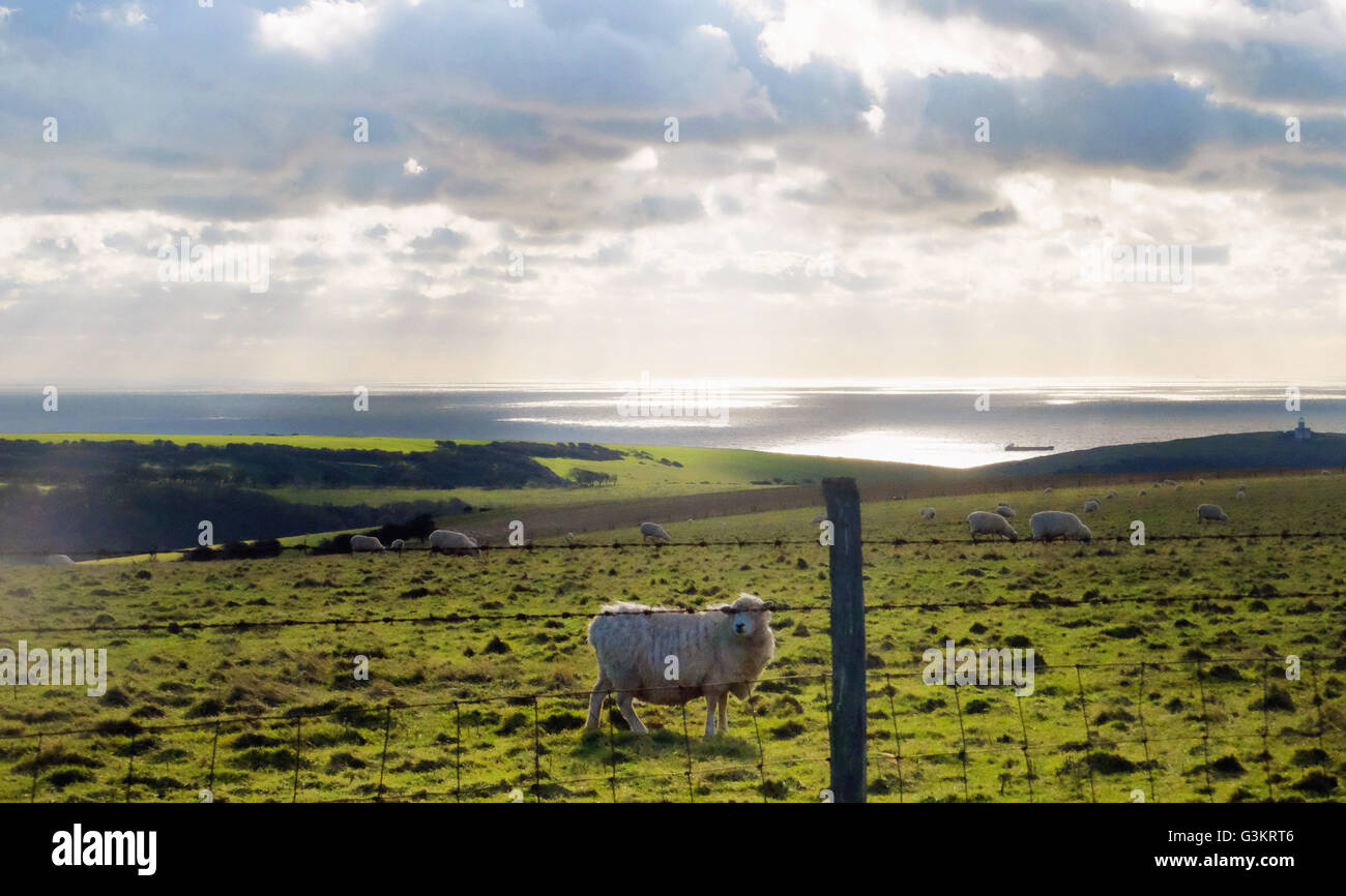 Schafe im Feld, East Dean, East Sussex Stockfoto