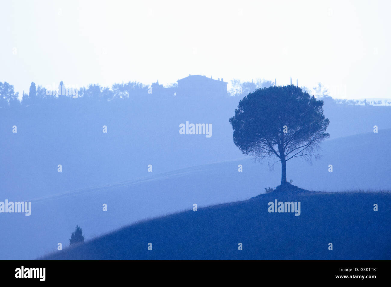 Malerische Aussicht, Baum im Vordergrund, Buonconvento, Toskana, Italien Stockfoto