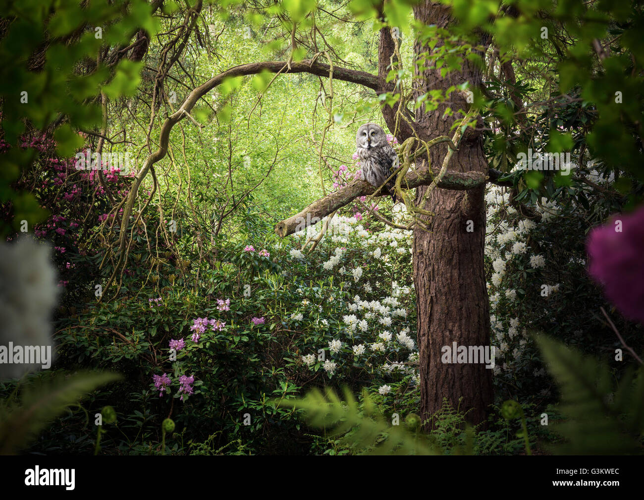 Grauen farbigen Eule im Wald Baum gehockt Stockfoto