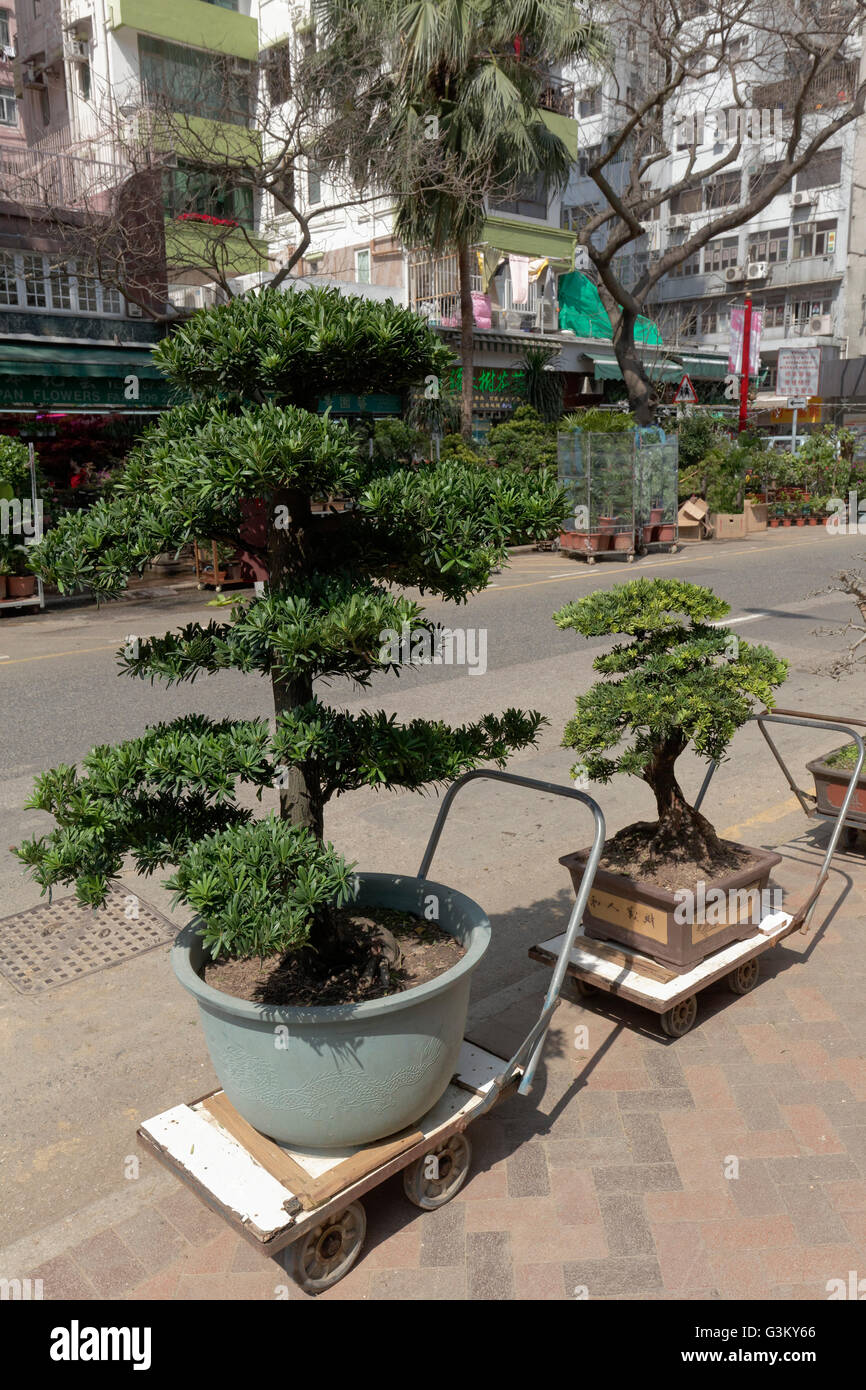 BonsaiBäume zu verkaufen, Blume, Markt, Blumenmarkt Mong Kok, Kowloon