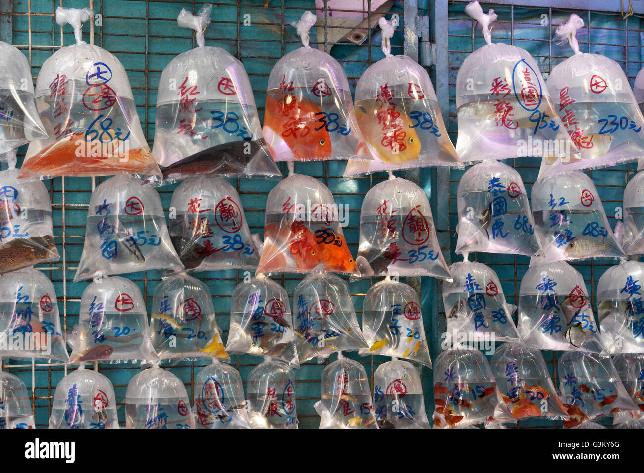 Goldfische zu verkaufen, Schwimmen in Plastiktüten, Goldfish Market, Bezirk Mong Kok, Kowloon, Hong Kong, China Stockfoto