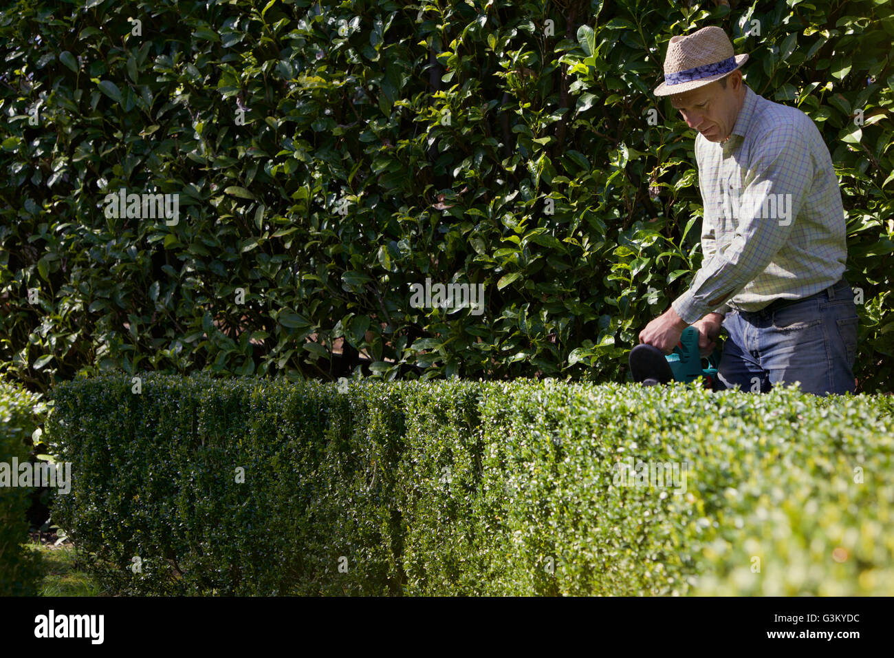 Gärtner schneiden Buchsbaum Hecke mit ElektroTrimmer Stockfotografie