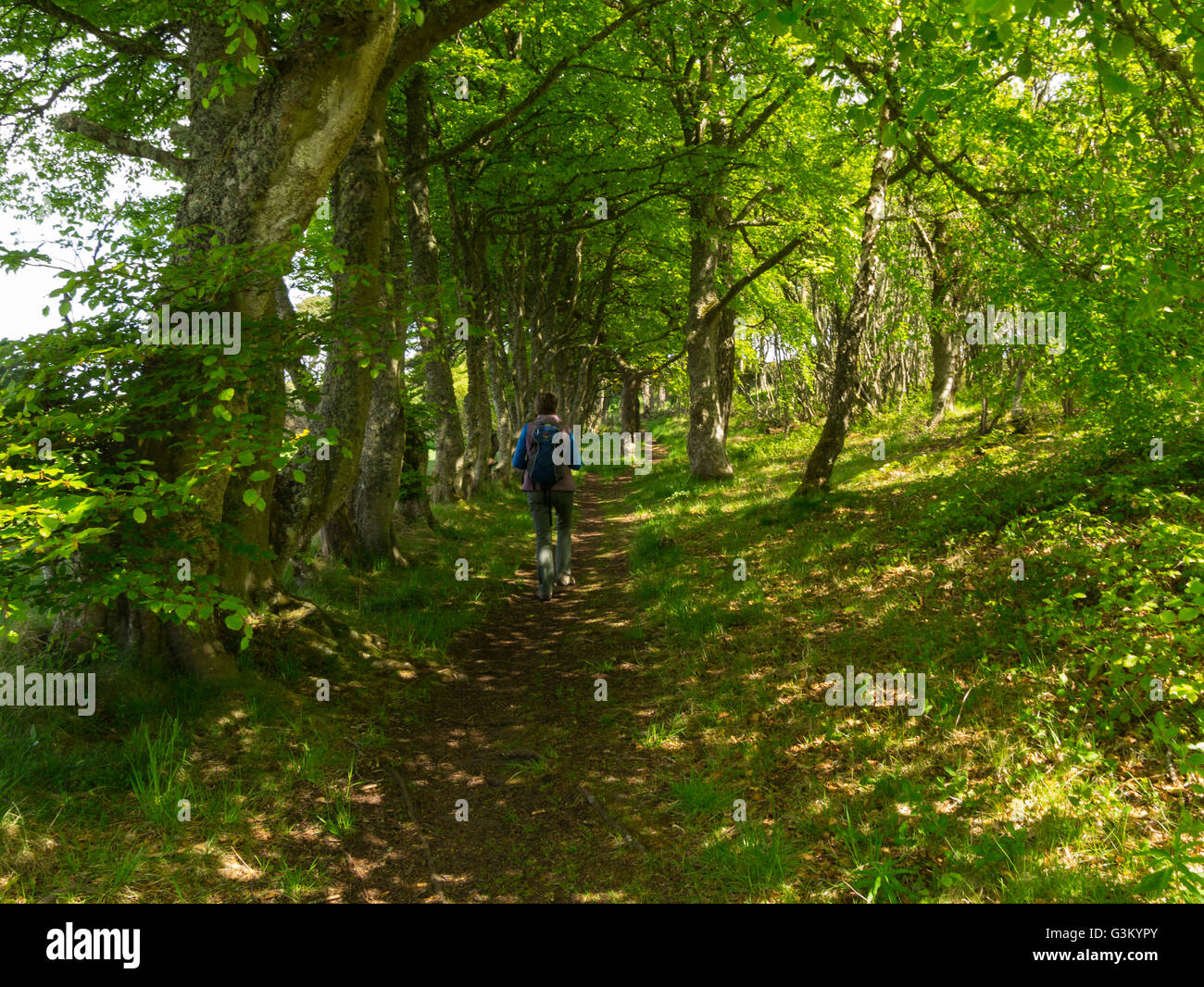 Einsame weibliche Wanderer zu Fuß durch hölzerne Gegend von Dornoch Geschichtslehrpfad Spaziergang ein veröffentlichten öffentlichen Wegerecht Sutherland schottischen Highlands Stockfoto