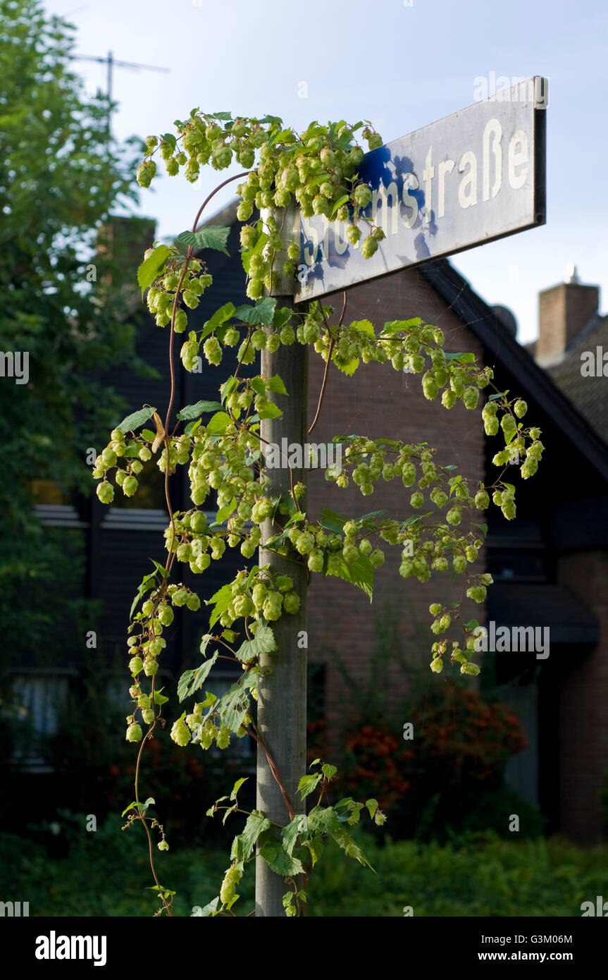 Wilde Hopfen (Humulus Lupulus) wächst auf Straße unterzeichnen in Wohngegend, Meerbusch, Nordrhein-Westfalen Stockfoto