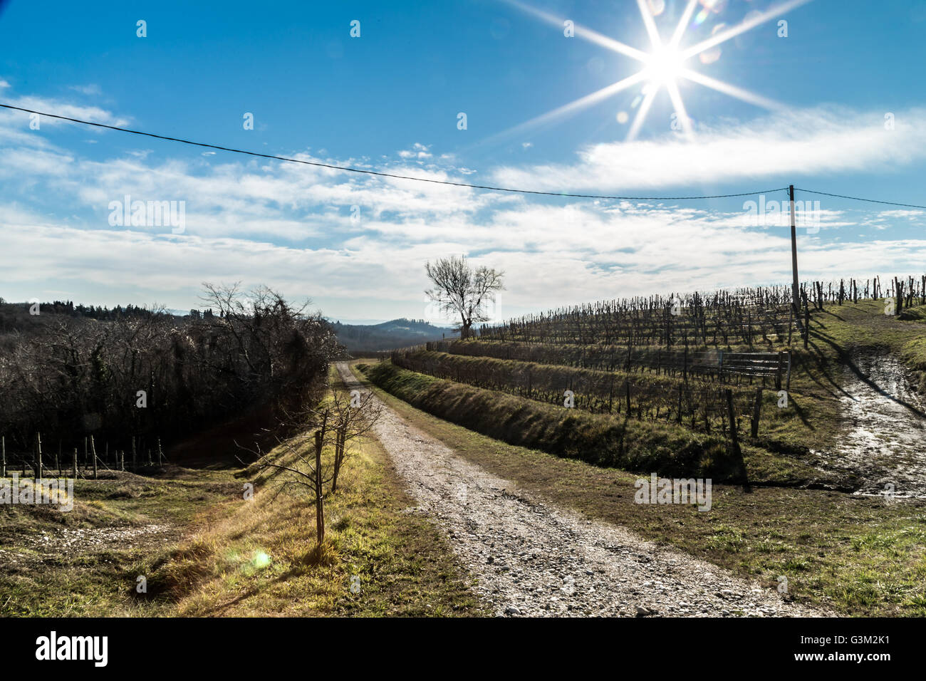 Weinberge von Italien im zeitigen Frühjahr an einem sonnigen Morgen Stockfoto