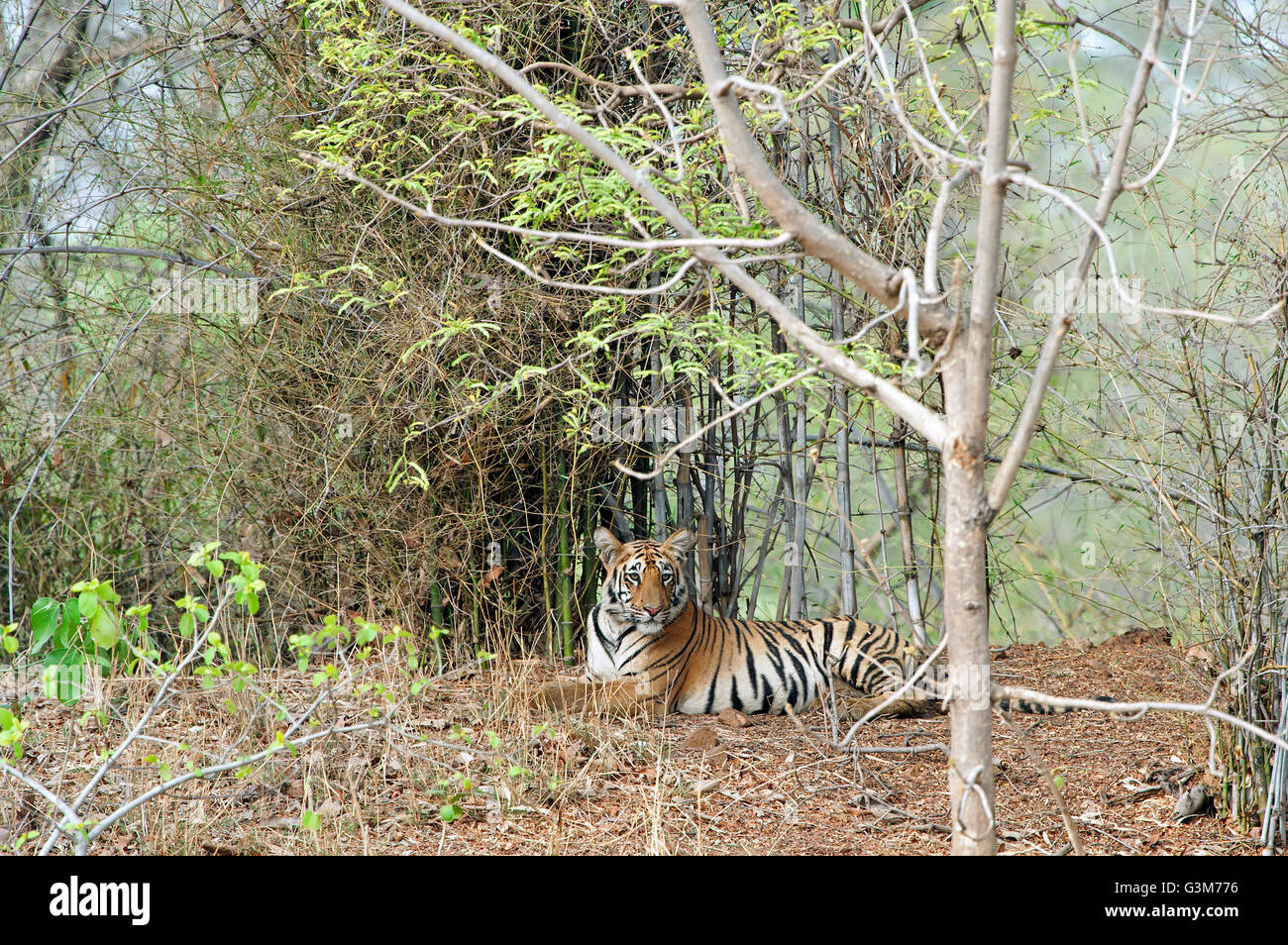 Das Bild der Tiger (Pnathera Tigris) Maya im Tadoba Nationalpark, Indien Stockfoto