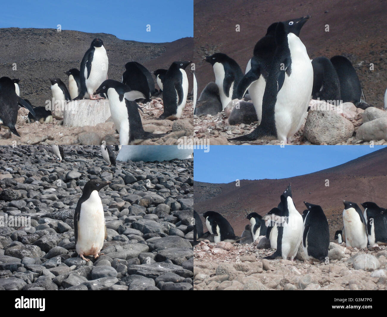 Collage aus niedlichen Adelie-Pinguine (Pygoscelis Adeliae) in der Antarktis Stockfoto