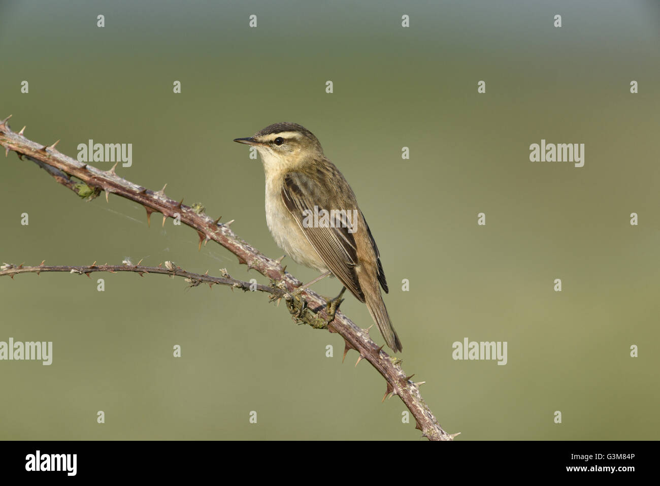 Schilfrohrsänger - Acrocephalus schoenobaenus Stockfoto