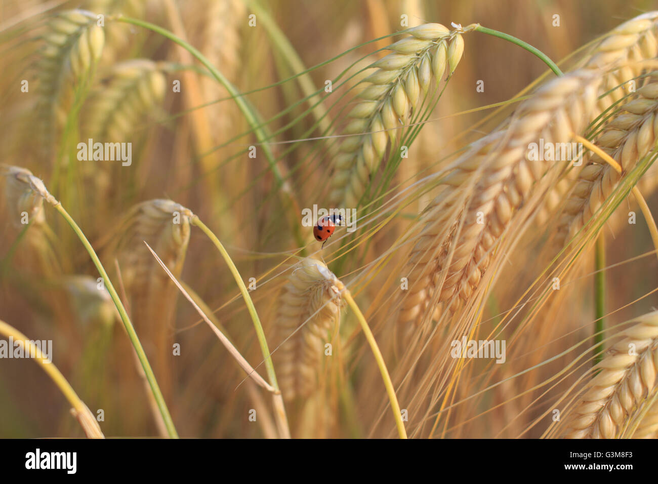 Marienkäfer, Marienkäfer, Lady Beetle im Weizenfeld Stockfoto