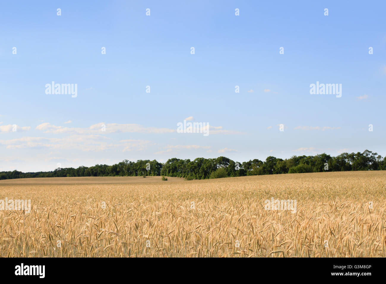 Agrarlandschaft, Weizenfeld und blauer Himmel Stockfoto