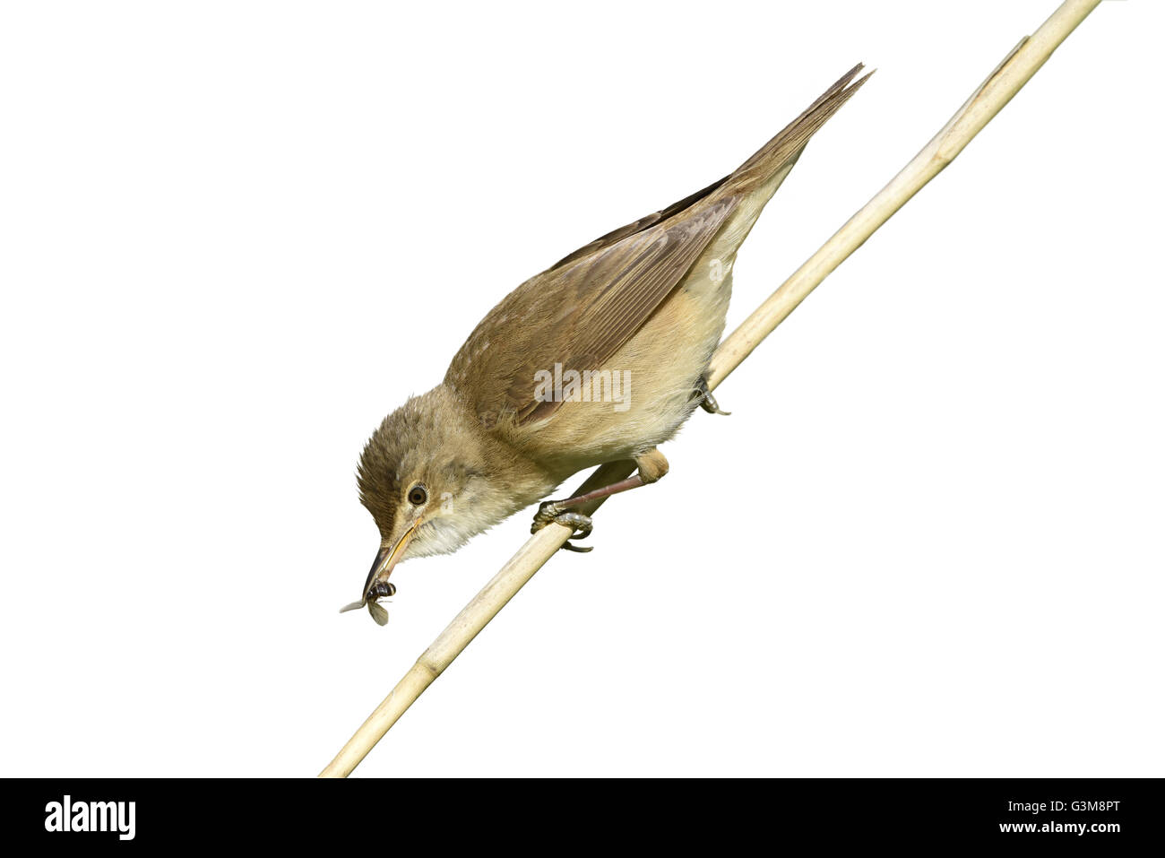 Reed Warbler - Acrocephalus scirpaceus Stockfoto