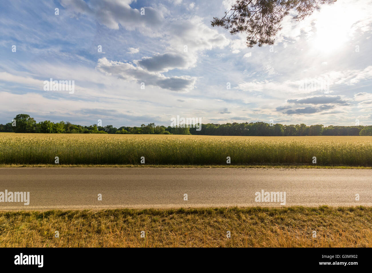 leerer Landstraße mit Weizen Feld Hintergrund und blauer Himmel Stockfoto