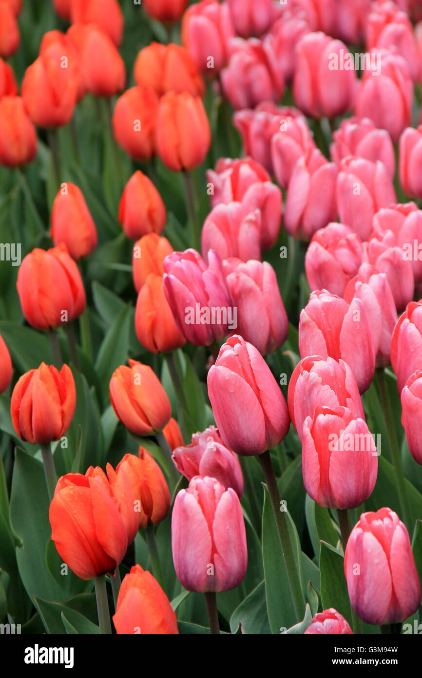 Vertikale Abbildung der bunten rosa und pfirsichfarbenen Tulpen, mit einigen Blütenblättern öffnen sich für warmes Frühlingswetter in einem hübschen Landschaftsgarten. Stockfoto