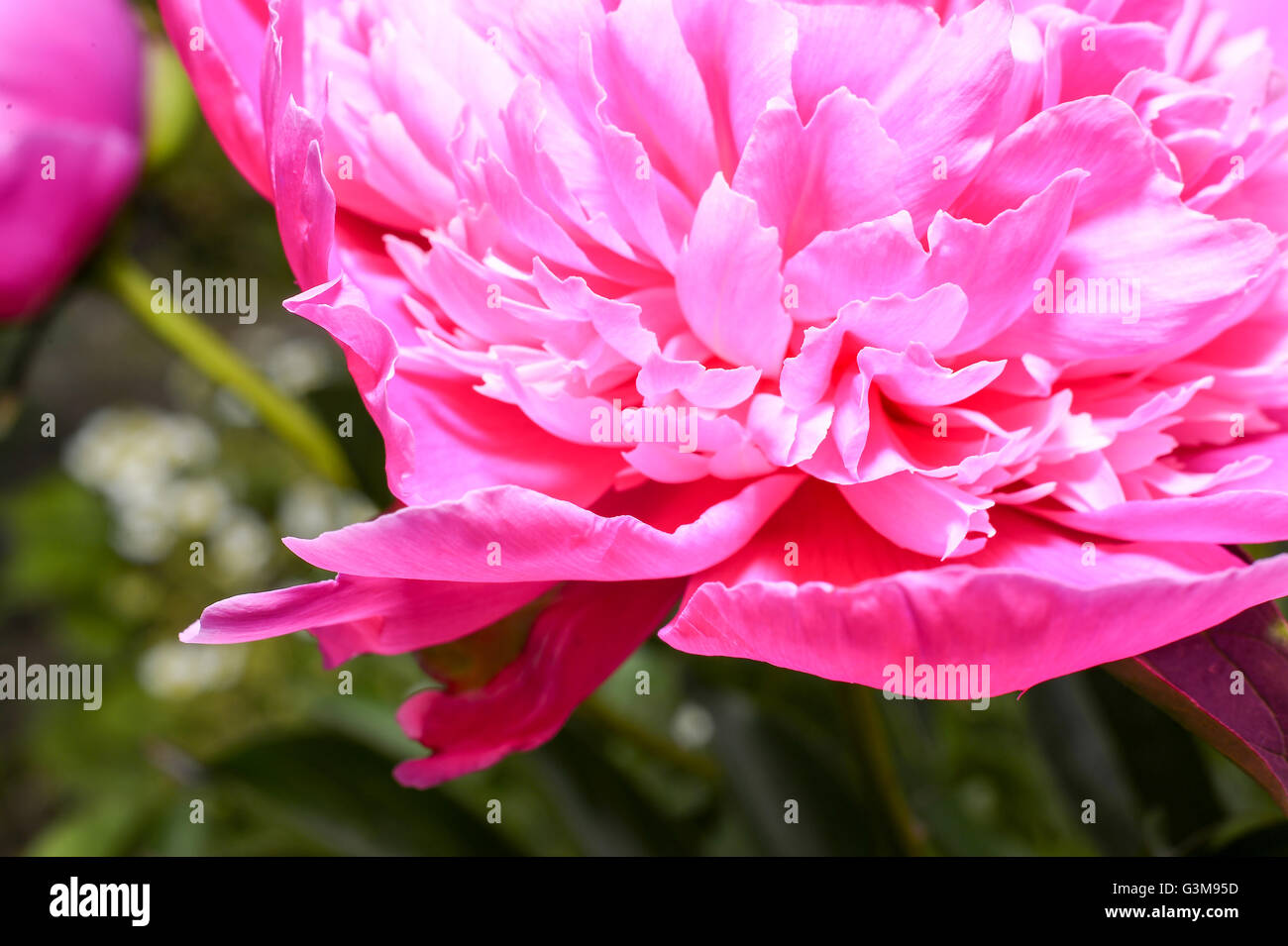 Detail der rosa Pfingstrose Blüte Nahaufnahme Stockfoto