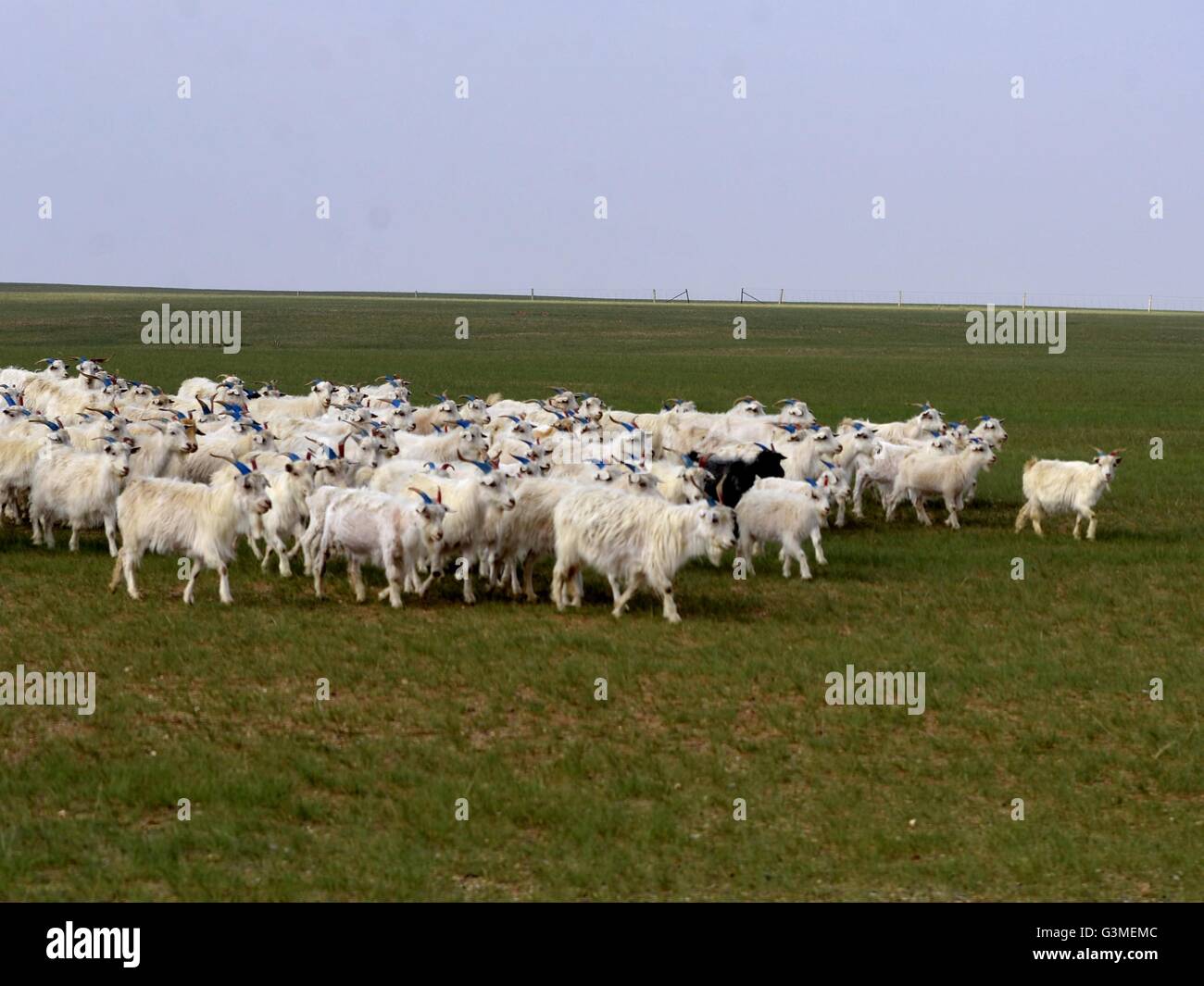 Bayannur, China autonomen Region Innere Mongolei. 13. Juni 2016. Schafe grasen auf einer Wiese in Urad mittleren Banner von Bayannur, Nord-China autonomen Region Innere Mongolei, 13. Juni 2016. © Zhi Maosheng/Xinhua/Alamy Live-Nachrichten Stockfoto