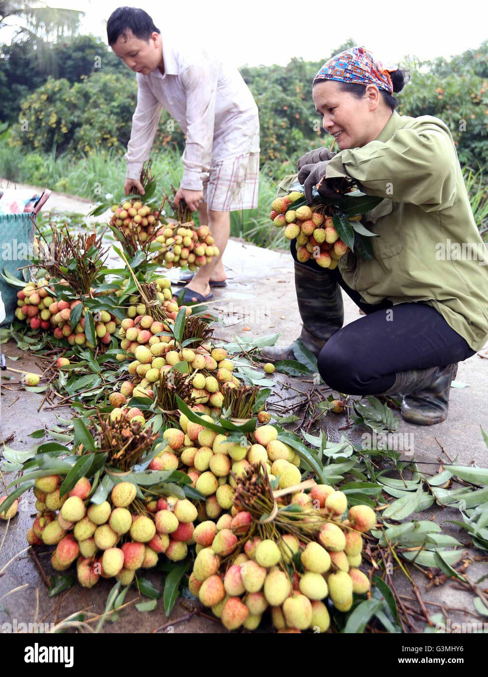 Hanoi, Vietnam. 13. Juni 2016. Landwirte zu klassifizieren Litschi für den Verkauf in Thanh Ha Bezirk, Hai Duong Provinz, Vietnam, am 13. Juni 2016. Litschi, berühmt für seine saftigen Geschmack in Vietnam, entsteht vor allem im Bac Giang Provinz, Hai Duong Provinz und Provinz Hung Yen. Das diesjährige frühen Litschi Ernte fällt auf 5-20 Juni während der Haupternte von 20 Juni bis 25 Juli dauern wird. © VNA/Xinhua/Alamy Live-Nachrichten Stockfoto