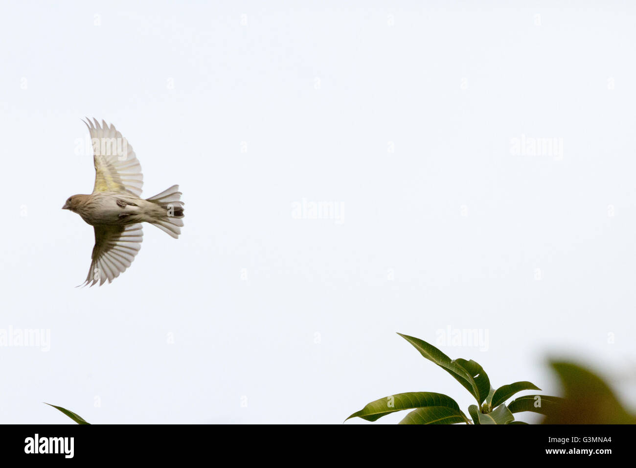 Asuncion, Paraguay. Juni 2016. Ein safranfinkenvogel (Sicalis flaveola) im Flug mit ausgebreiteten Flügeln wird an sonnigen Tagen in Asuncion, Paraguay, gesehen. Anm.: Andre M. Chang/Alamy Live News Stockfoto