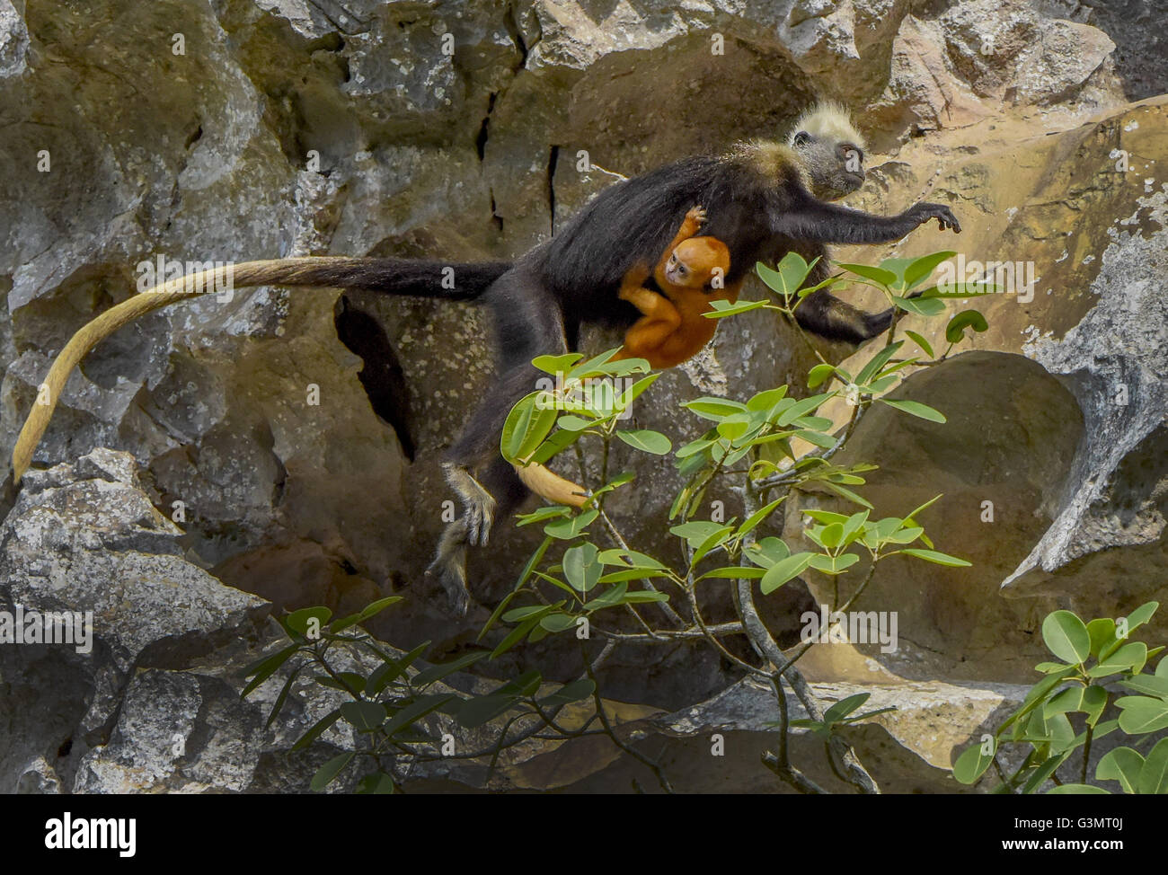 CHN. 14. Juni 2016. China - 14. Juni 2016: (Nur zur redaktionellen Verwendung. CHINA aus) die gescheckte Languren (Trachypithecus Poliocephalus) ist eine vom Aussterben bedrohte Languren. Zwei Unterarten werden erkannt: T. p. Poliocephalus in CÂ¨Â ¢ t BÂ¨Â¤ Insel, Vietnam, und T. s. Leucocephalus in Guangxi, China. Der ehemalige (die Nominatform Unterart), auch bekannt als die Golden-unter der Leitung oder Cat Ba Languren, gehört zu den seltensten Primaten in der Welt, und möglicherweise auch die seltensten Primaten in Asien, mit Einwohnerzahl auf weniger als 70 Individuen geschätzt. © SIPA Asien/ZUMA Draht/Alamy Live-Nachrichten Stockfoto