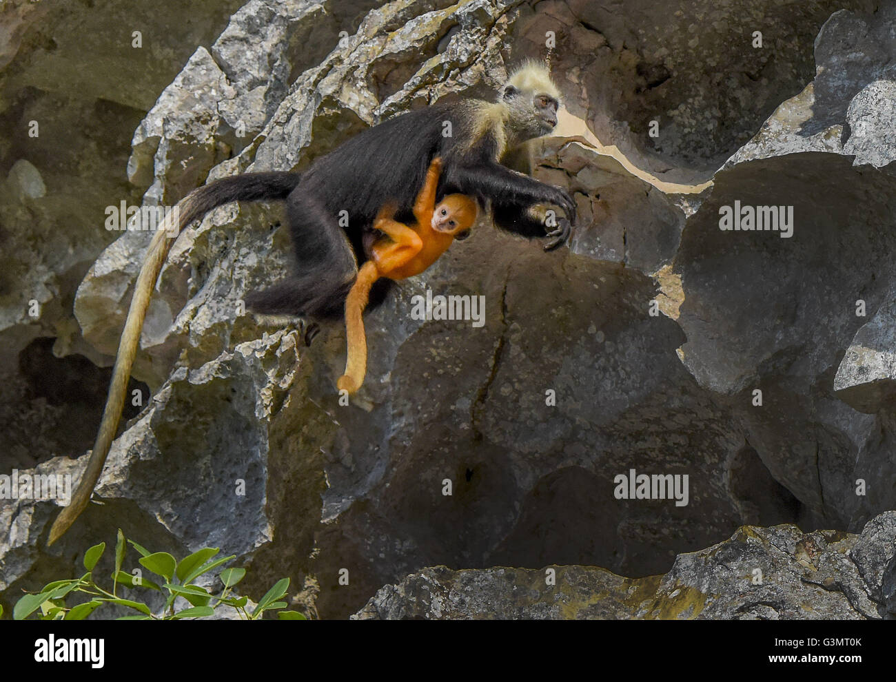 CHN. 14. Juni 2016. China - 14. Juni 2016: (Nur zur redaktionellen Verwendung. CHINA aus) die gescheckte Languren (Trachypithecus Poliocephalus) ist eine vom Aussterben bedrohte Languren. Zwei Unterarten werden erkannt: T. p. Poliocephalus in CÂ¨Â ¢ t BÂ¨Â¤ Insel, Vietnam, und T. s. Leucocephalus in Guangxi, China. Der ehemalige (die Nominatform Unterart), auch bekannt als die Golden-unter der Leitung oder Cat Ba Languren, gehört zu den seltensten Primaten in der Welt, und möglicherweise auch die seltensten Primaten in Asien, mit Einwohnerzahl auf weniger als 70 Individuen geschätzt. © SIPA Asien/ZUMA Draht/Alamy Live-Nachrichten Stockfoto