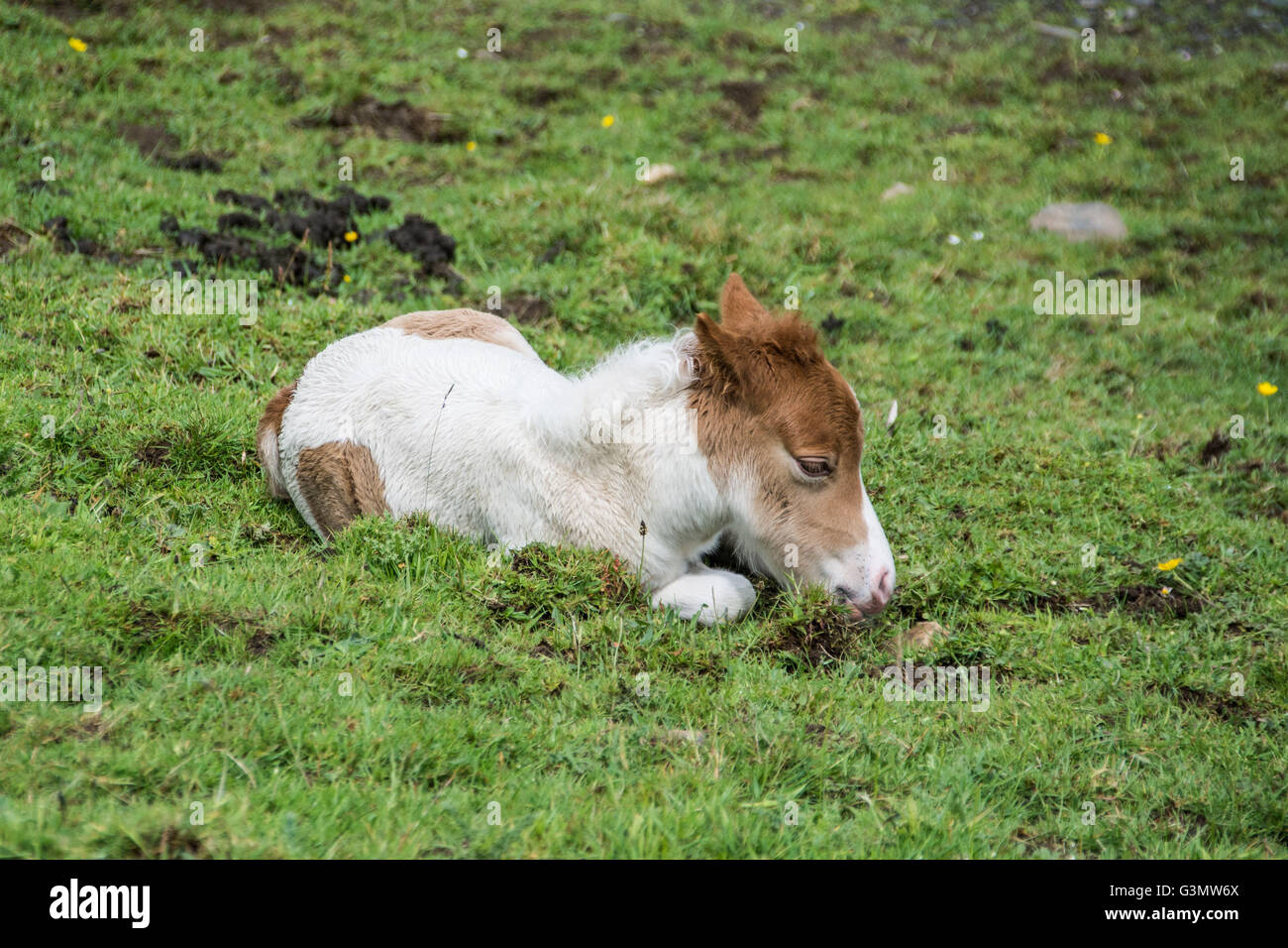 Dartmoorponyfohlen, die weiden lassen Fotos und