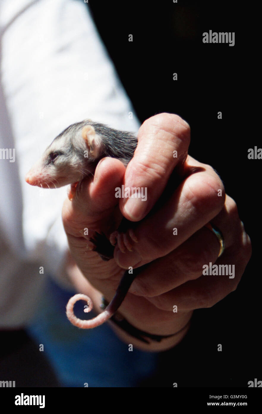 Verwaiste Baby Virginia Opossum (Didelphis Virginiana) Stockfoto