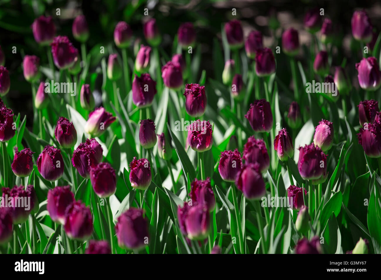 Violette Tulpen im Skagit Valley Stockfoto