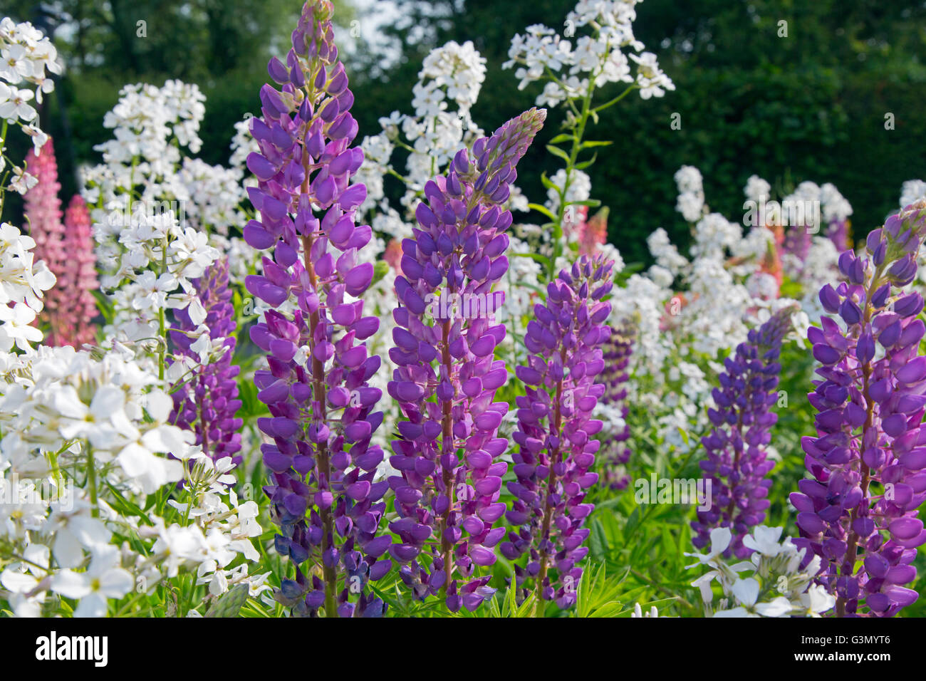Sweet-Rakete und Lupinen wachsen in Norfolk Garten, Insekten und Schmetterlinge anziehen Stockfoto