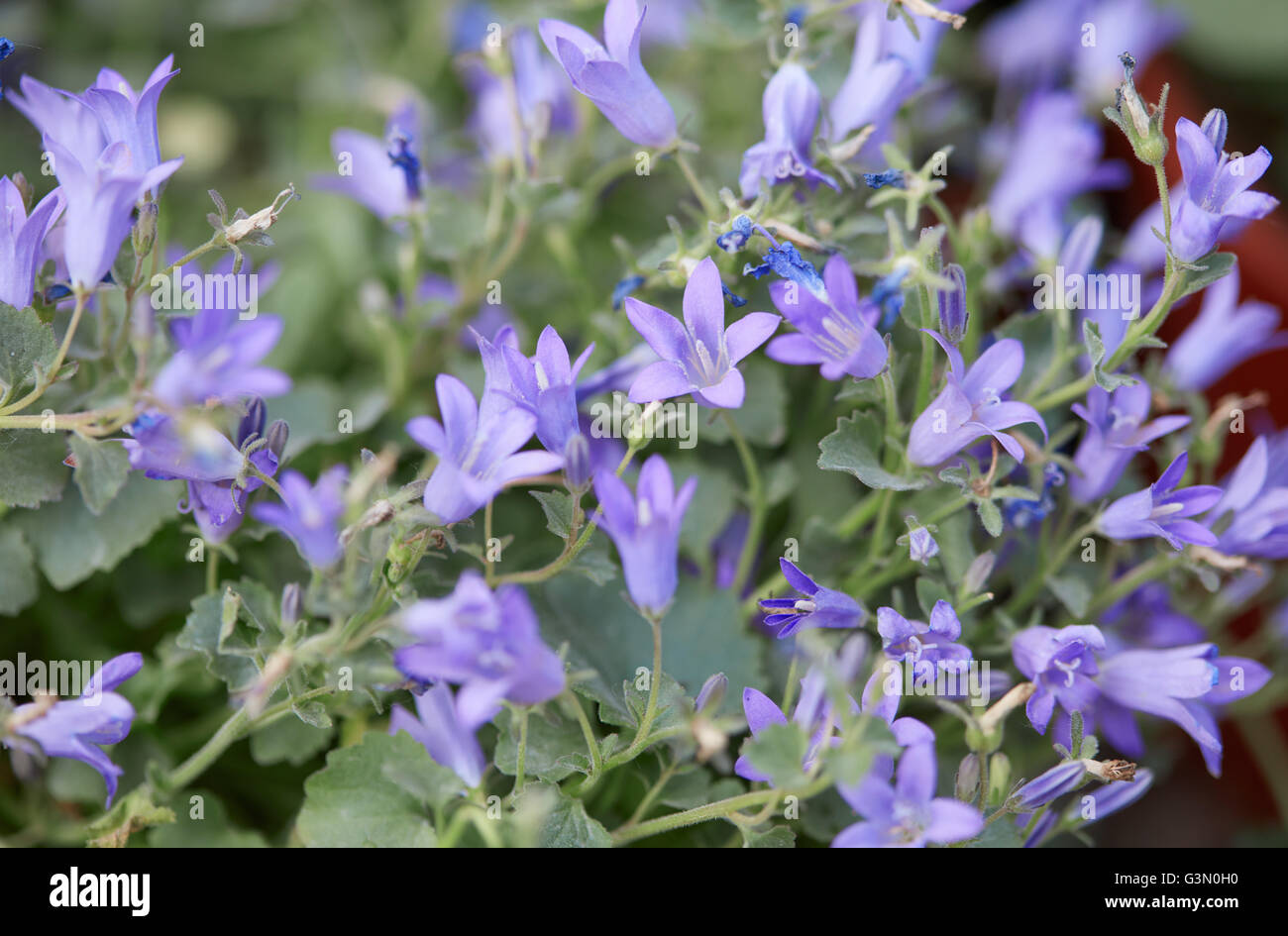 Campanula Portenschlagiana, lila Glockenblumen Makro Stockfoto