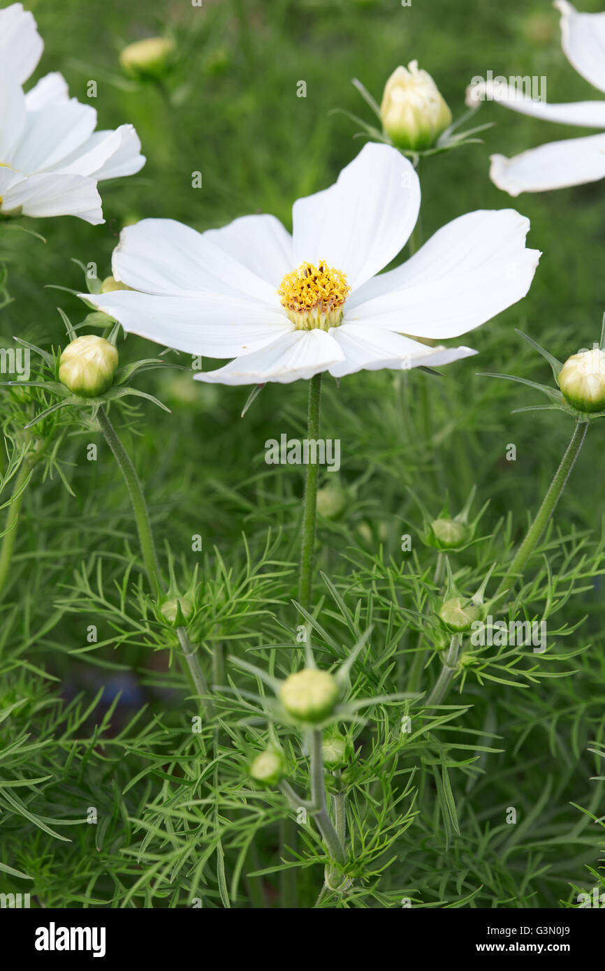 Weiße Garten Kosmos Blume, Cosmos bipinnatus Stockfoto