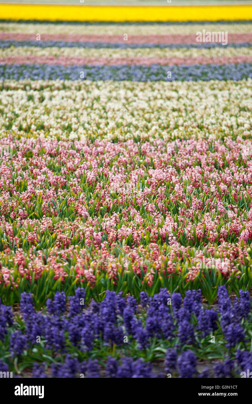 Hyazinthe. Schöne bunte rosa, weiß, gelb und blau Hyazinthenblumen im Frühlingsgarten, lebendige floraler Hintergrund, Blume f Stockfoto