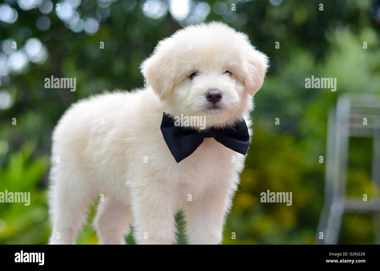 Eine entzückende Golden Retriever-Welpe Stockfoto