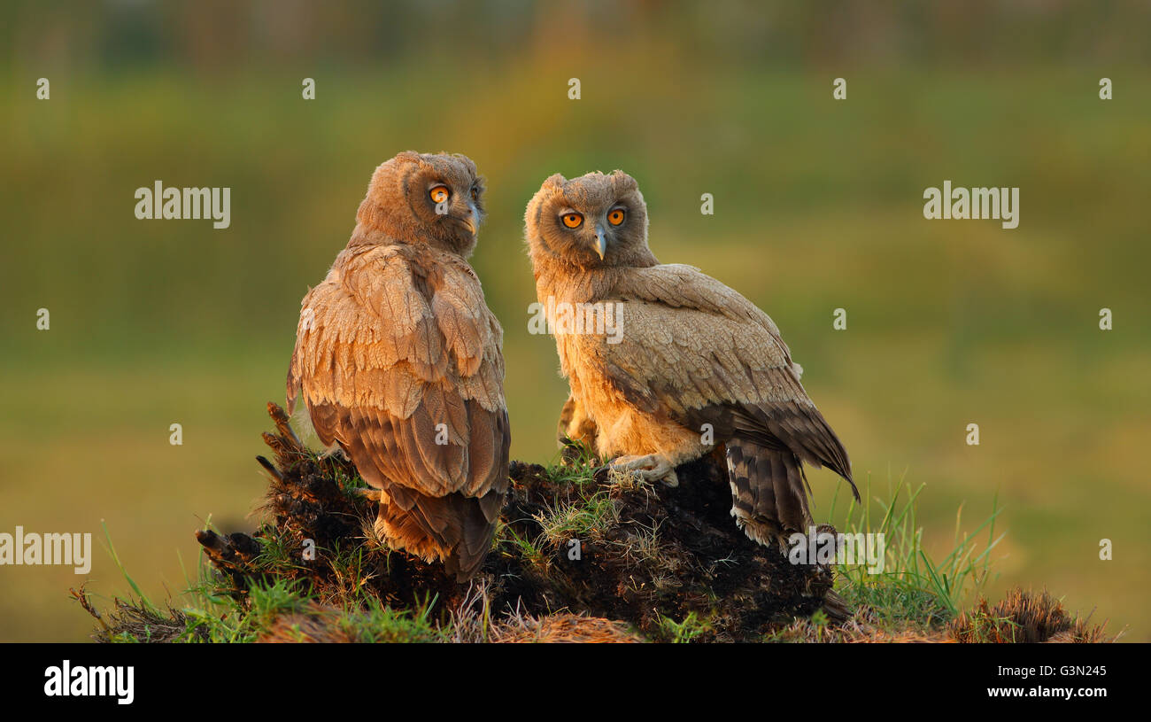 Altrosa Uhu Stockfoto