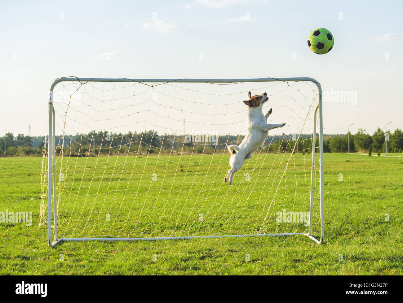 Lustige FußballTorwart Torwart ein Ziel speichern Stockfotografie Alamy