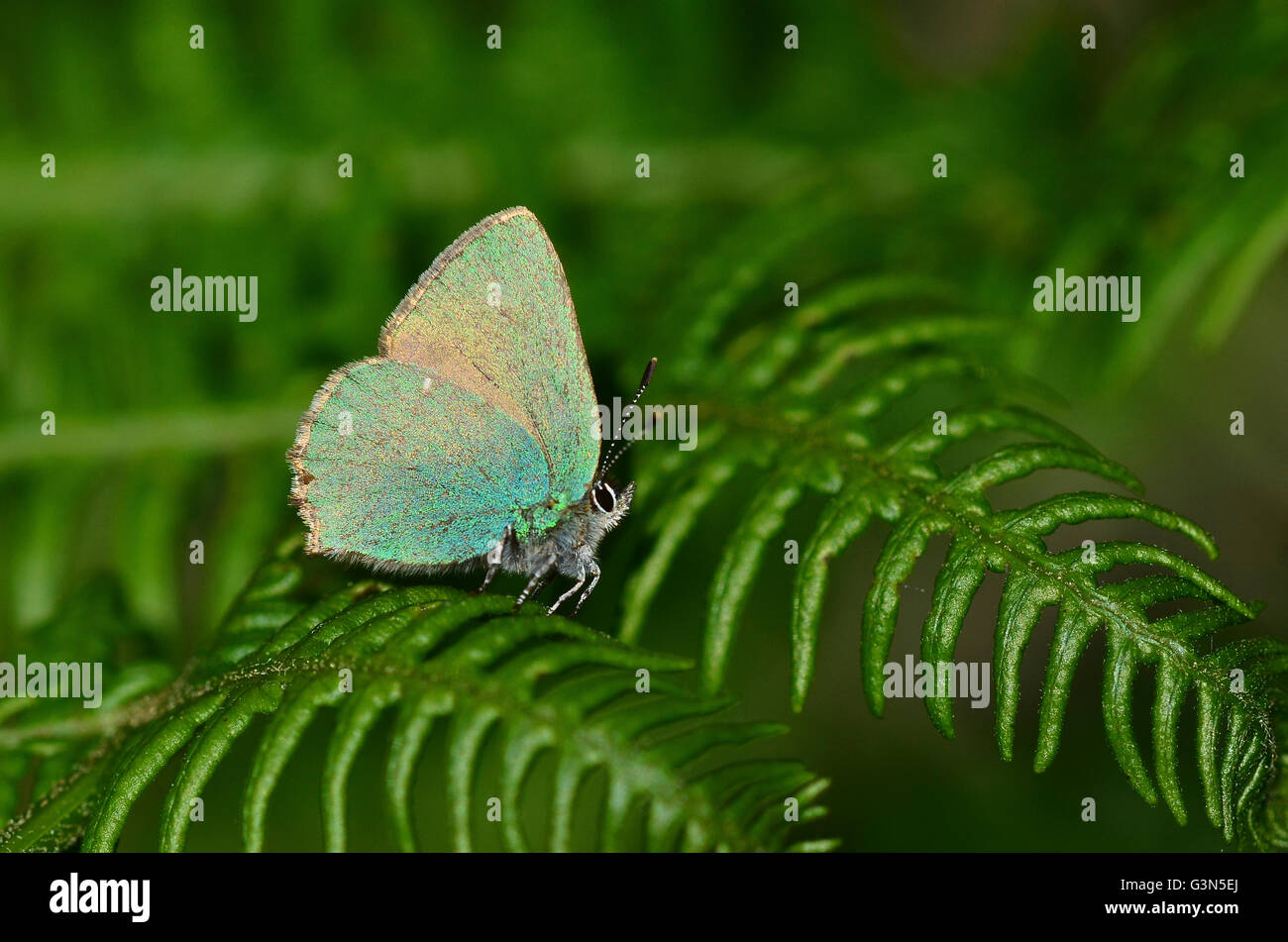 Grüner Zipfelfalter Schmetterling Stockfoto