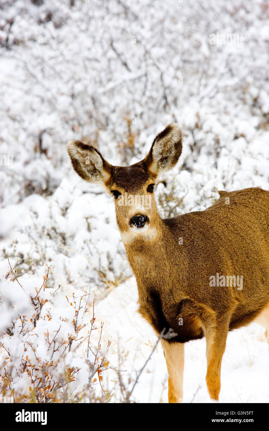 Hirsch in einem Schneesturm Colorado in den Rocky Mountains Stockfoto