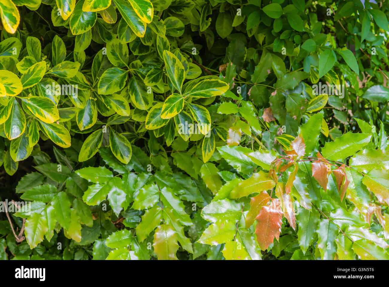 ausgezeichnete grünes Blatt Vegetation Hintergrund mit orangerot Blätter dazwischen. malerische, natürliche ehrliche, starke reiche Farbe beeindrucken Stockfoto