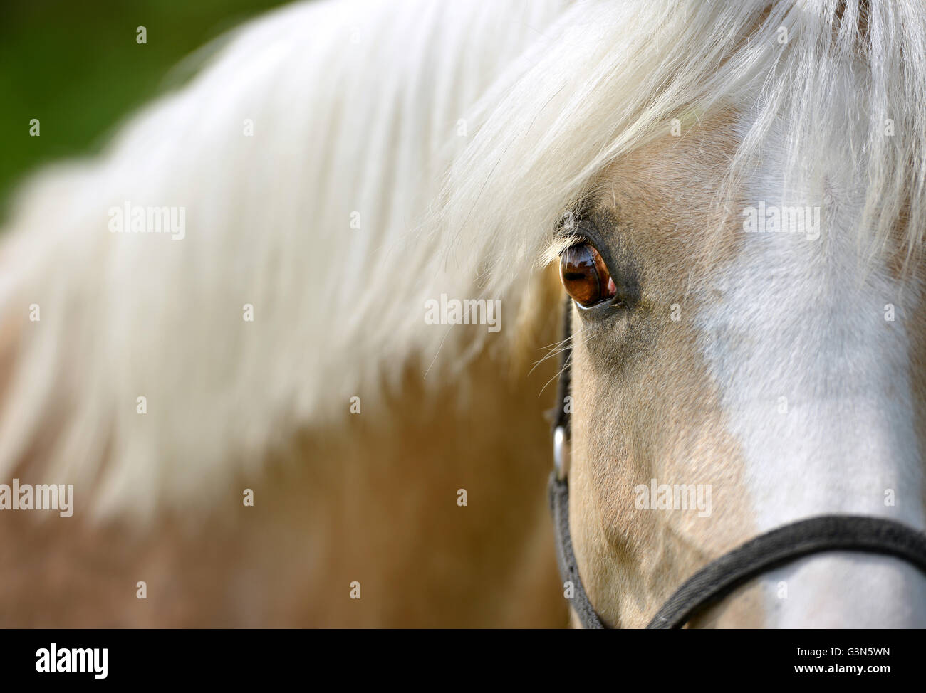 Junge blasse Pferd (Stute) Stockfoto