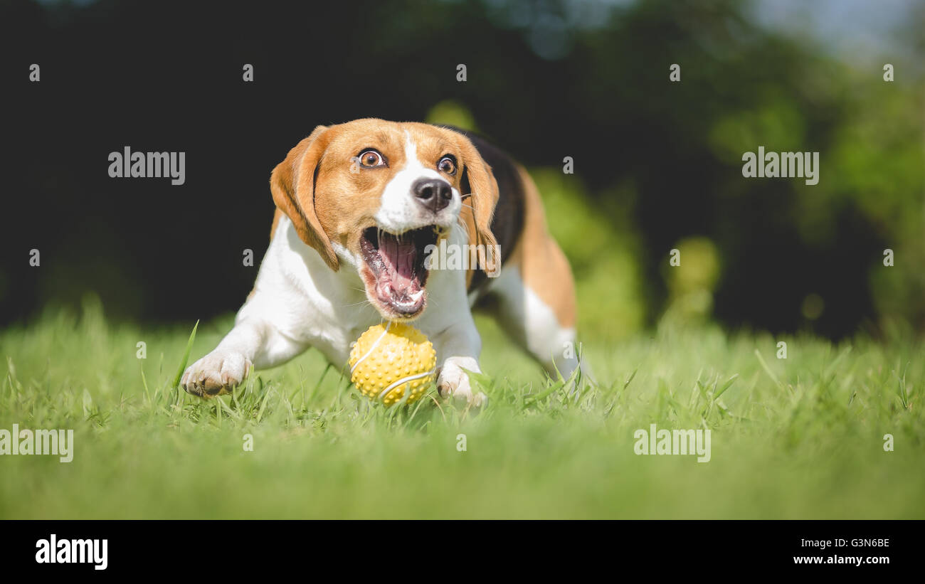 Lustige Beagle Hund nicht Ball fangen Stockfoto