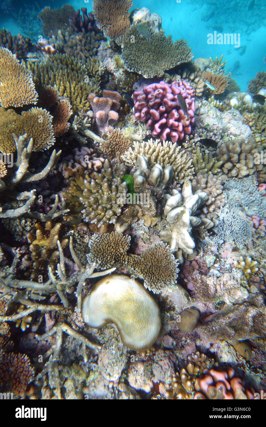 Riff-Widerstandsfähigkeit auf äußeren GBR: viele gesunde kleine Acropora und Pocillopora Korallen beobachtet während 2016 Korallenbleiche Event Stockfoto
