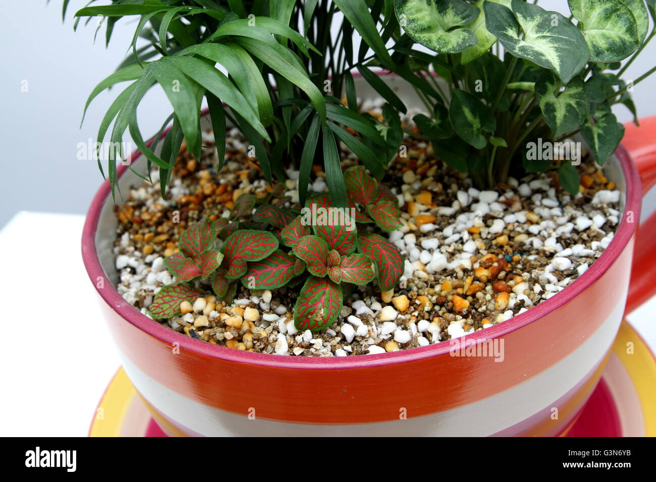 Zimmerpflanzen wachsen in Teetasse Topf Stockfoto