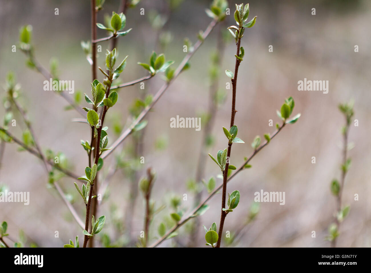 Frühling Blattknospen entstehen auf Zweigen gegen einen erdigen braunen Hintergrund Stockfoto