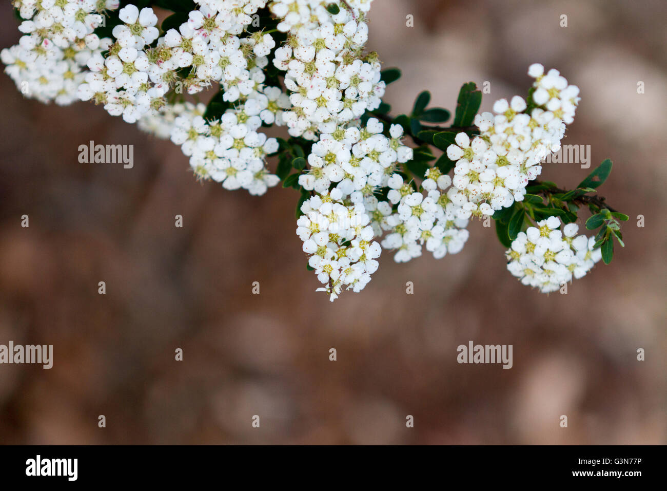 Cluster von kleinen weißen Blüten an einem Zweig vom Baum mit erdigen getönten Hintergrund ausstrecken Stockfoto