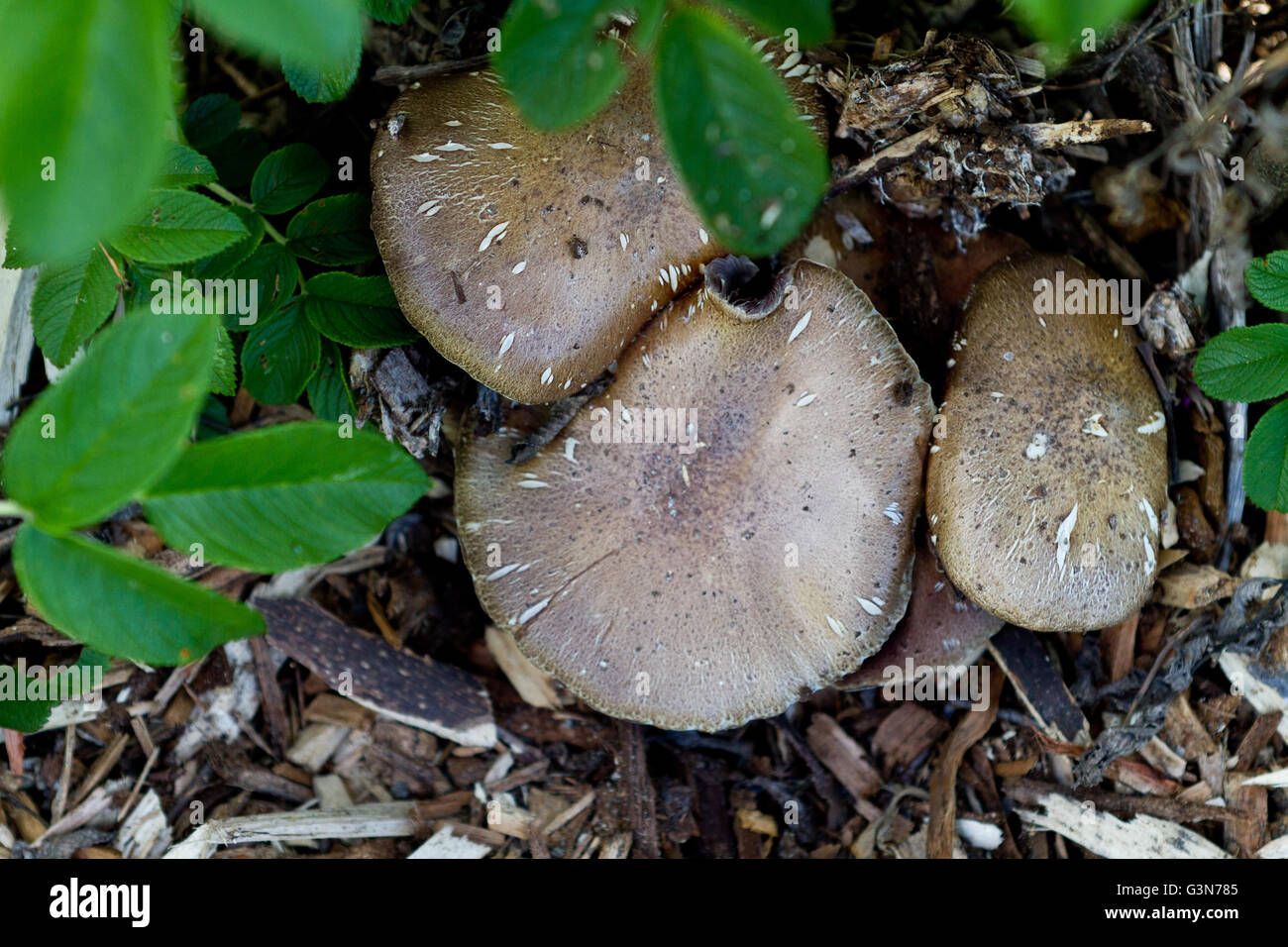 Pilze Wachsen Im Garten Umgeben Von Grunen Pflanzen Und Mulch