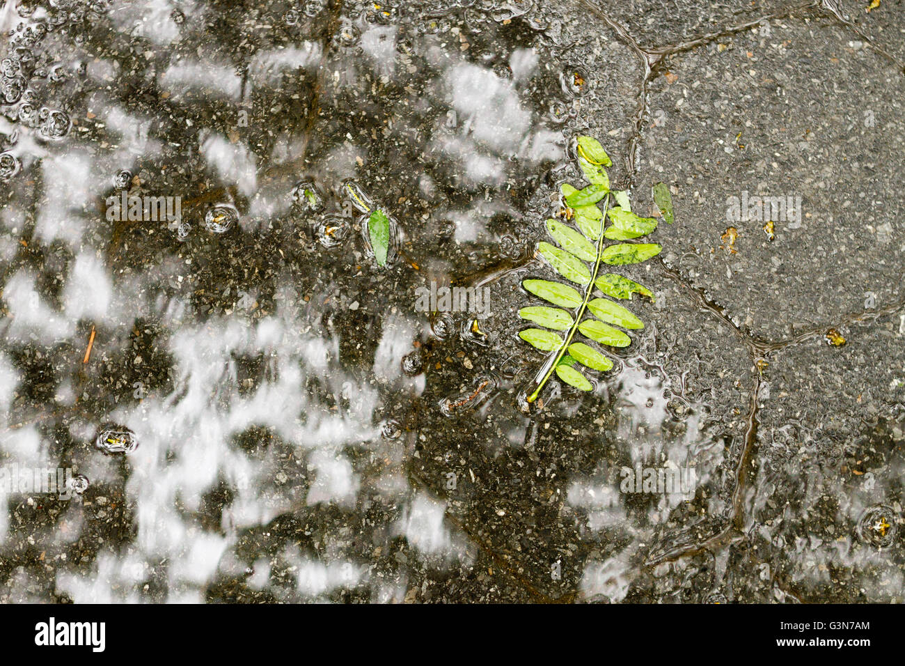 Green leaf auf Bürgersteig weiter, während Frühling Duschen Pfütze Stockfoto