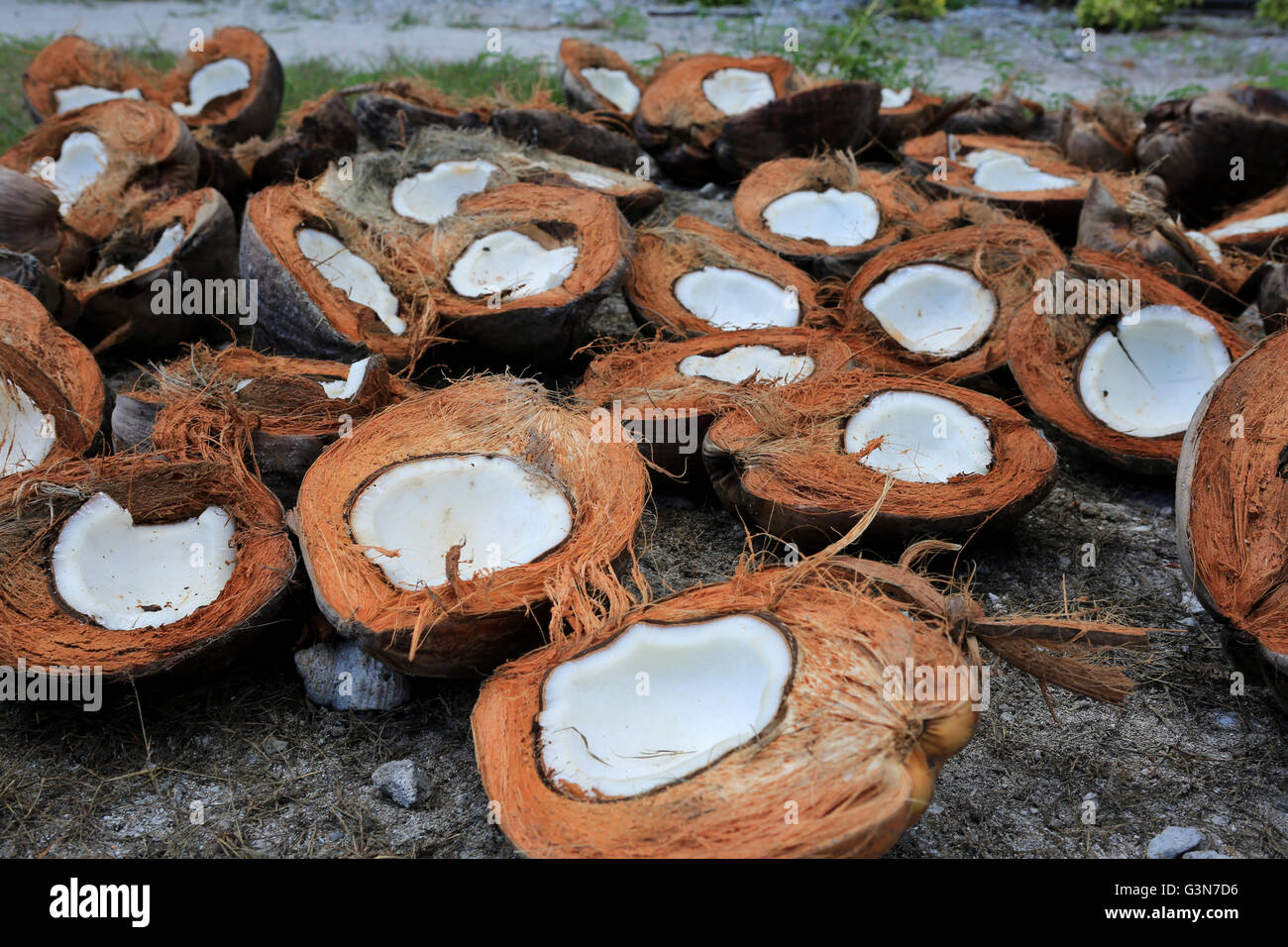 Nahaufnahme von Kokosnüssen trocknen in der Sonne, Weihnachtsinsel, Kiribati Stockfoto