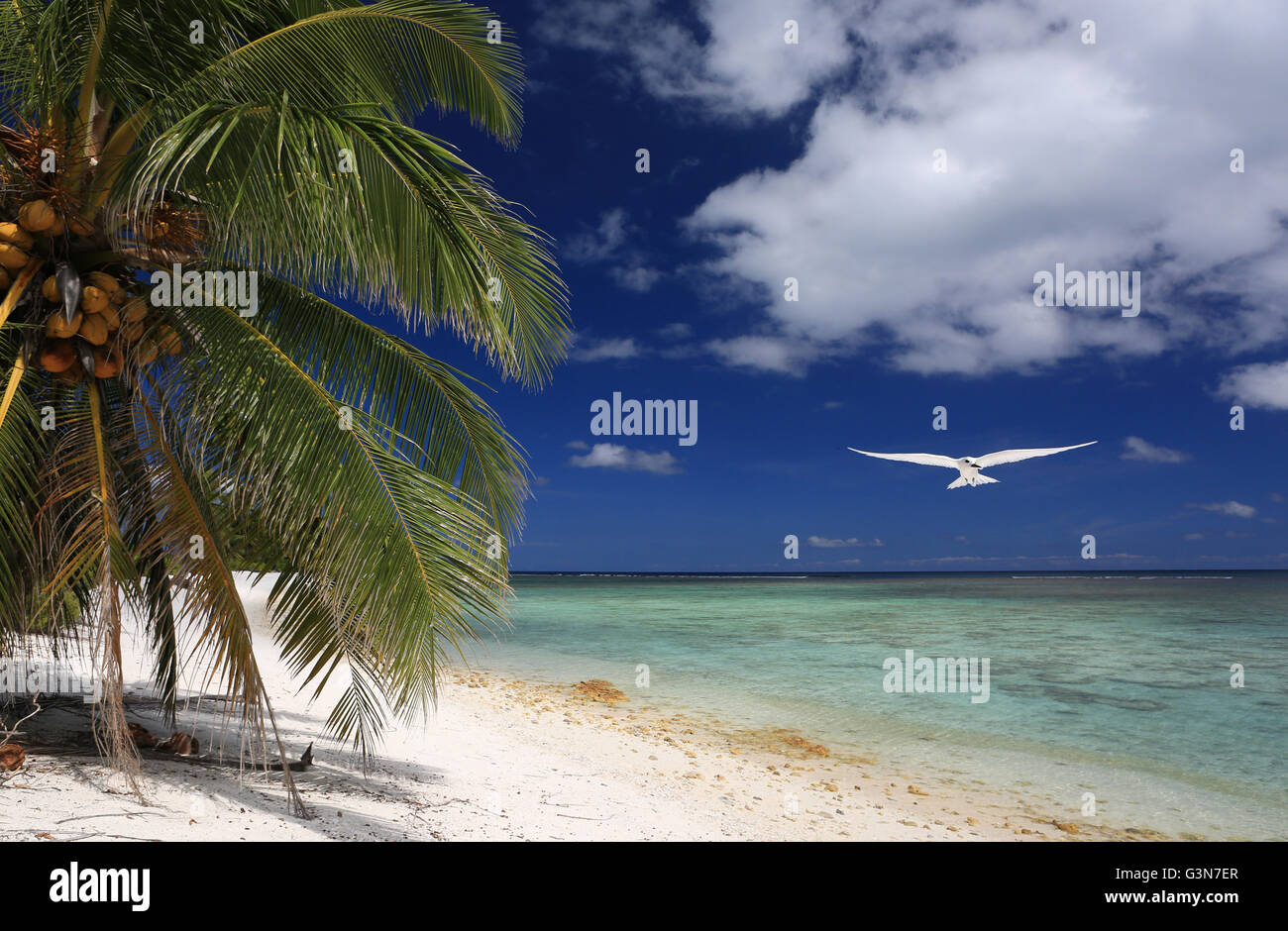 Wilde Coco Palm Beach an Weihnachtsinsel, Kiribati Stockfoto