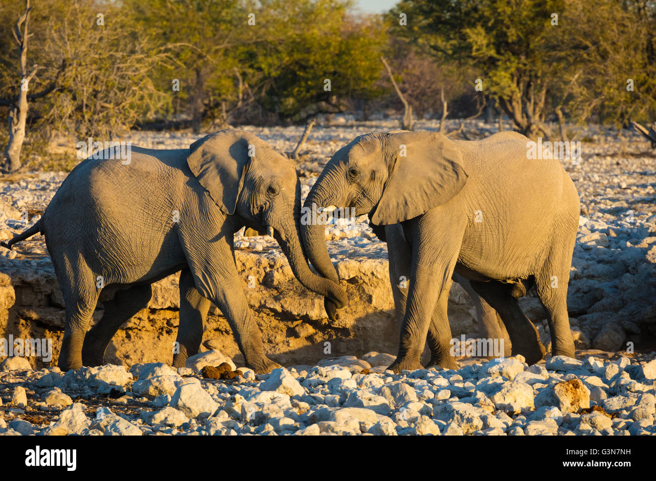 Afrikanische Elefanten an einer Wasserstelle in Etosha Nationalpark, Namibia Stockfoto