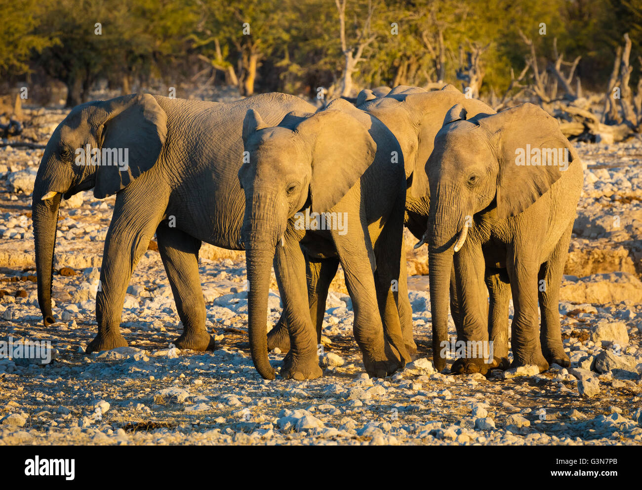 Afrikanische Elefanten an einer Wasserstelle in Etosha Nationalpark, Namibia Stockfoto